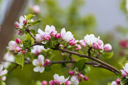 Gorgeous blooming apple tree isolation on background. Beautiful spring nature backgrounds.の写真素材