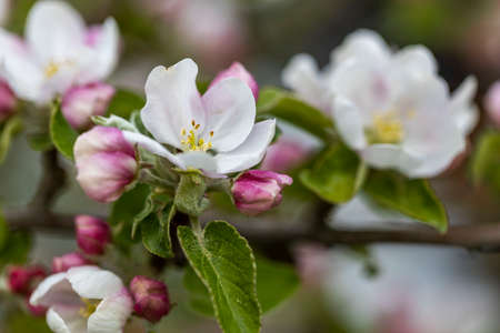 Beautiful macro view of a branch of a blossoming apple tree.の写真素材