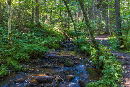 Beautiful view of stream on rocky landscape. Beautiful nature landscape backgrounds. Sweden.