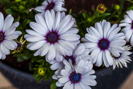 Gorgeous close up view of white african daisy flower on green background. Beautiful nature backgrounds.の写真素材