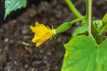 Close up view of flowering cucumbers. Healthy eating concept. Beautiful green nature backgrounds.の写真素材