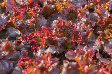 Close up view of red lettuce. Food and health concept.の写真素材