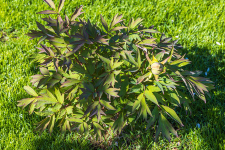 Close up view of pink peony bud. Gardening concept.の写真素材