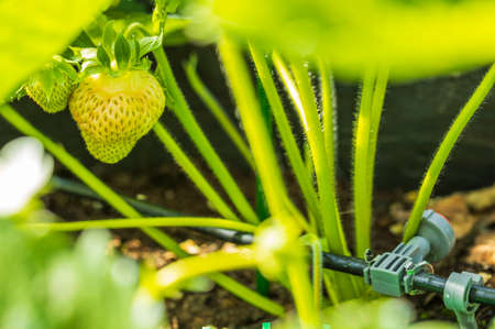 Close up macro view of Nice green strawberry on a twig. Summer gardening concept.の写真素材