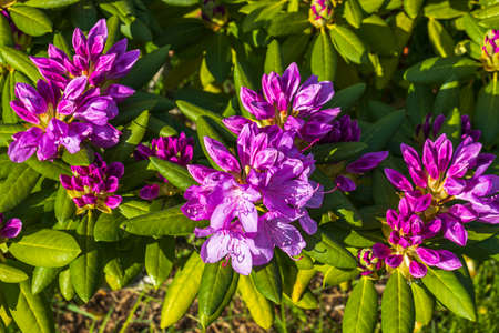 Ð¡lose up view of blooming rhododendron in summer. Beautiful nature backgrounds. Sweden.の写真素材