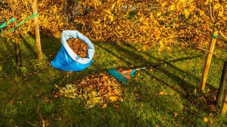 Fallen leaves in and rake on still green grass background. Autumn landscape. Fall season concept. Sweden.の写真素材