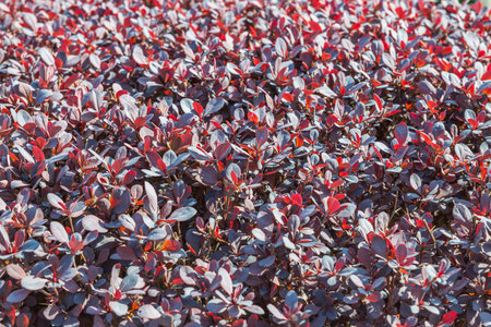 Beautiful view of colorful red bushes. Natural texture backgrounds. Sweden.