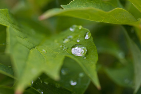 Beautiful close up view of water drops on green leaves.