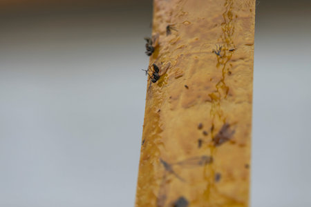 Close up view of different insects stuck on fly tape.