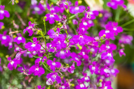 Close up view of beautiful purple summer flowers.の写真素材