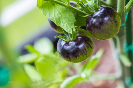 Close up view of ripening tomatoes of black colored sort. Sweden.の写真素材