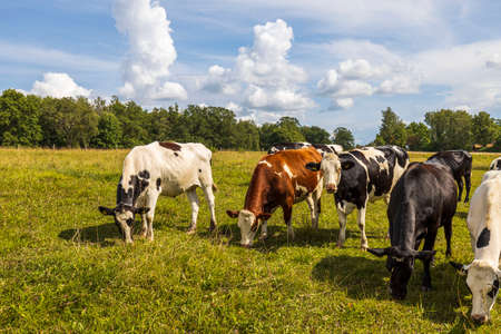 Beautiful view of group of cows in field on beautiful summer day. Agriculture concept. Animals concept.の写真素材