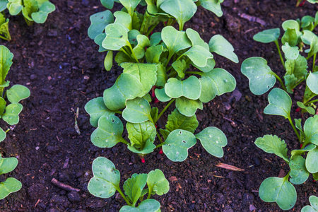 Close up view of growing radish plants. Beautiful nature backgrounds. Sweden.