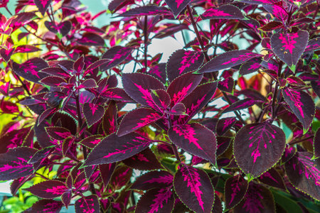 Close up top view of woody-based evergreen perennial Plectranthus scutellarioides tropical flower.の写真素材