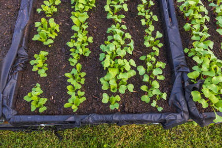 Close up view of growing radish plants in pallet collars. Beautiful nature backgrounds. Sweden.の写真素材
