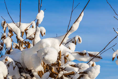 Gorgeous winter view. Snowy trees in winter. Winter day. Beautiful winter background. Sweden.の写真素材