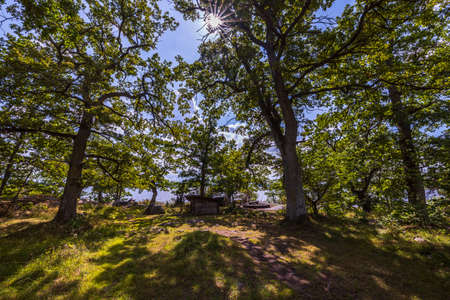 Beautiful view over green tops of forest trees under sun rays. Beautiful nature backgrounds. Swedenの写真素材