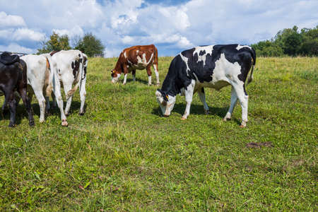 Beautiful view of group of cows in the field on beautiful summer day. Animals concept. Sweden.の写真素材