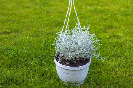 Close up view of beautiful silver plant for outdoor decorating on green grass background.の写真素材