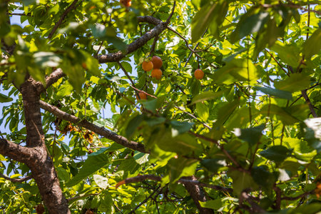Close up view of persimmon tree with ripe orange fruits. Greece.の写真素材
