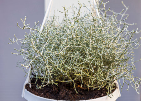Close up view of beautiful silver plant for outdoor decorating on green grass background.