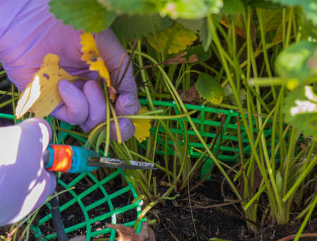 Close up view of female hands taking care of strawberry plants on late summer day. Sweden.の写真素材