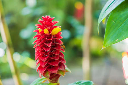 Beautiful view of best ornamental gingers Costus comosus Red Tower flower. Beautiful nature backgrounds. Sweden.の写真素材