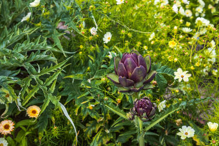 Beautiful close up view of artichokes and other colorful plants. Sweden.の写真素材