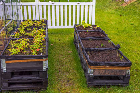 Close up view of growing plants in pallet collars on rainy cloudy autumn day. Sweden.の写真素材