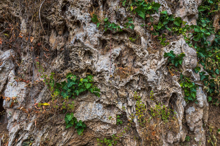 Beautiful view of green plants on rocky cliff. Natural beauty backgrounds. Greece.