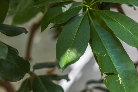 Close-up view of the leaves of the poisonous tropical plant Rauvolfia mombasiana. Sweden.