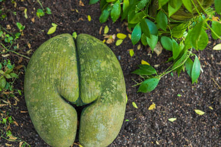 Close up view of Lodoicea maldivica sea coconut Endangered. Sweden.の写真素材