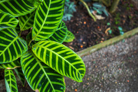 Close up view of plant Calathea Zebrina strimblad family of shrub plants. Sweden.の写真素材
