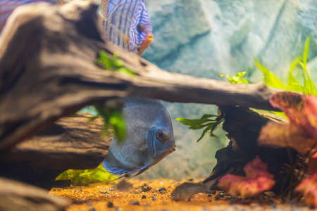 Beautiful view of discus fish swimming in planted aquarium. Tropical fishes. Hobby concept. Sweden.の写真素材