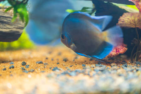 Beautiful view of discus fish swimming in planted aquarium. Tropical fishes. Hobby concept. Sweden.の写真素材