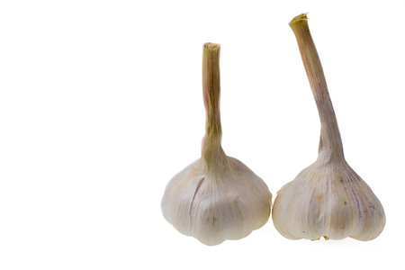 Close up view of two heads of a young garlic isolated on white background. Beautiful background.の写真素材