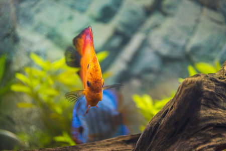 Beautiful view of red melon discus aquarium fish. Hobby concept. Sweden.