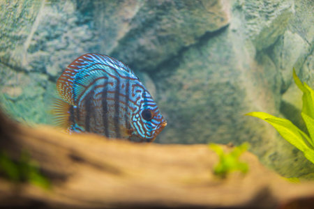 Close up view of gorgeous tiger Turks discus aquarium fish. Swedenの写真素材