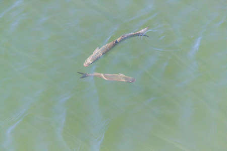 beautiful nature backgrounds. Couple of fishes in turquoise - transparent sea water.