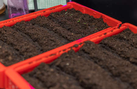 Close up view of tomato sprouts planted in box with soil. Home gardening concept. Sweden.の写真素材