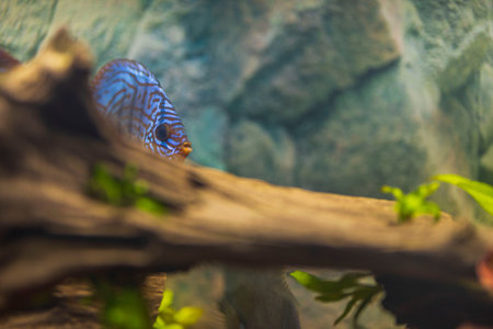 Close up view of gorgeous tiger Turks discus aquarium fish. Swedenの写真素材