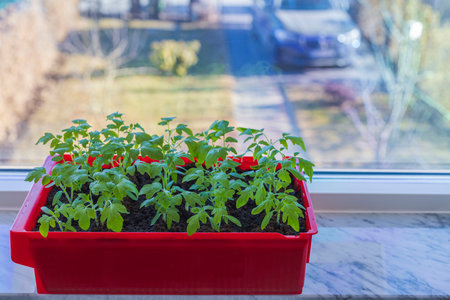 Close up view of growing tomato seedlings on window sill in an apartment.の写真素材