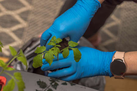 Close up view of hands in gloves taking care of growing seedlings tomato plants. Sweden.の写真素材