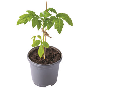 Close up view of tomato seedling planted in pot with soil isolated on white background. Sweden.の写真素材