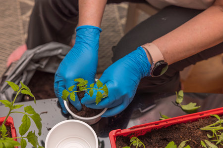 Close up view of female hands planting tomato seedlings in cups with soil. Sweden.