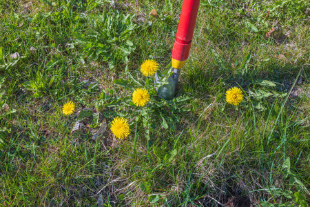 Close up view of being pulled out of the ground with special equipment dandelion flowers. Sweden.