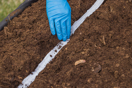 Close up view of planting of seeds on paper tape process. Sweden.