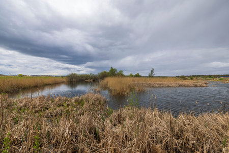 Beautiful view of pond with dry tall grass on cloudy spring day against backdrop of clouds. Sweden.