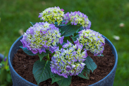 Beautiful view of beautiful purple hydrangea flowers planted in pot in garden. Sweden.