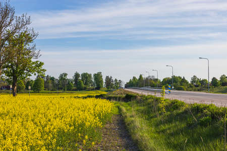 Gorgeous country landscape view. Rapeseed field along asphalt road and green trees on blue sky background. Sweden.の写真素材